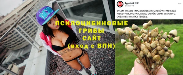 прущие грибы Дмитровск